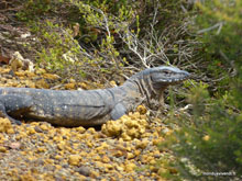 Iguane - Kangaroo island - Australie